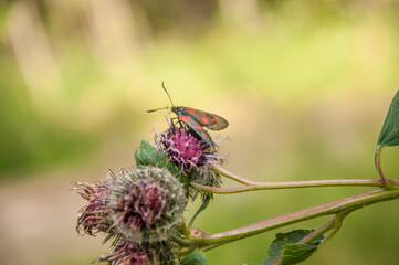 A burdock plant in the summer sunshine, with a shallow depth of field
