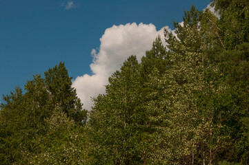The sky with the tops of trees. View up from ground level. Blue sky with sun and clouds.