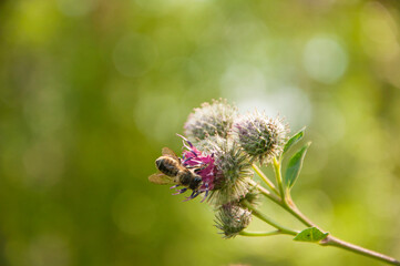 A burdock plant in the summer sunshine, with a shallow depth of field