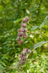 A burdock plant in the summer sunshine, with a shallow depth of field