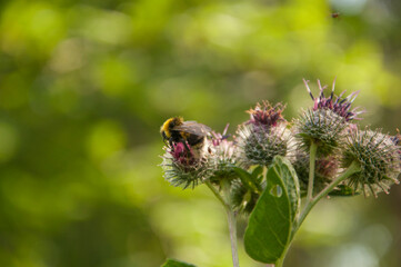 A burdock plant in the summer sunshine, with a shallow depth of field
