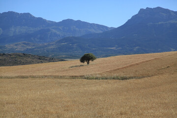 Obraz premium tree in the field