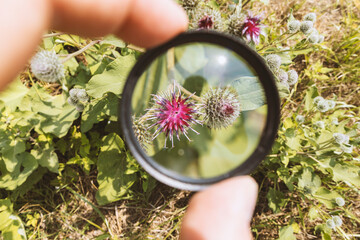 Enlarging greater burdock flower with circular magnifier glass in the field