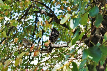 birds on a background of green leaves on a tree