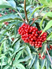 wild red berries on a background of green leaves