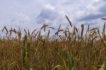 Grain field at the day light with blue sky