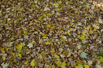 dry yellow and orange leaves on the ground