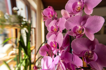 Close up of wonderful, pink orchid flowers, photographed against the sun lit glass window in the background