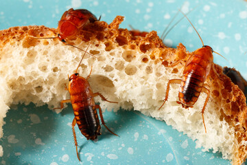 close-up of three cockroaches climb on bread on a blue plate. pest control