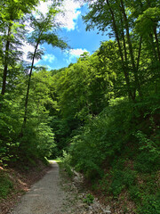 Fototapeta na wymiar Hiking path with gravel leading through beautiful valley in forest with trees and plants with fresh green colored leaves in late spring season in Swabian Alb near Lichtenstein, Germany on sunny day.