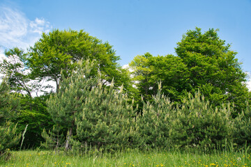 Obraz premium trees in the field