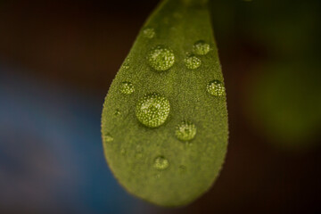 water drops on green leaf