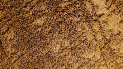 Ripe grain field. A carpet of golden ears is visible. Aerial photography.