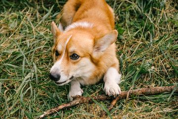 Red corgi pembroke gnaws a stick in green grass in nature