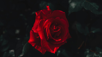 The scarlet rose