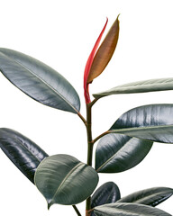 Ficus elastica burgundy leaves, Burgundy Rubber tree, isolated on white background with clipping path