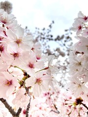 Obraz premium 桜のクローズアップ