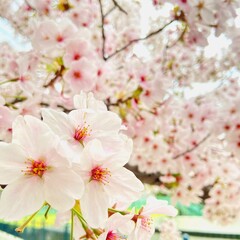 桜のクローズアップ