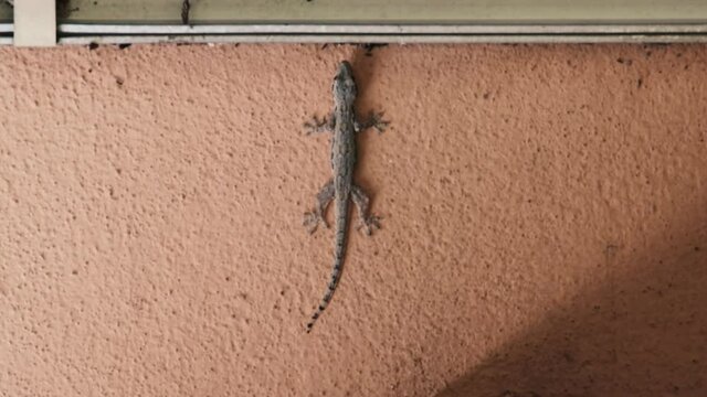 closeup clip of a common house lizard at the house wall eating ants