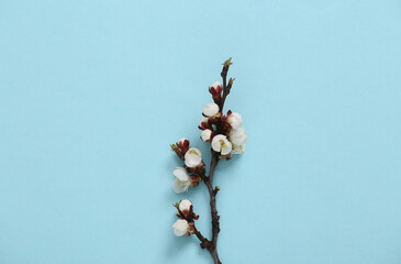 Beautiful white flowering branch on blue background. Springtime minimalism concept. Flat lay, top view.