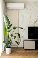 Decorative houseplant next to tv - obrazy, fototapety, plakaty