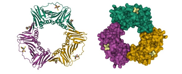 Structure of Proliferating Cell Nuclear Antigen (PCNA) bound to a small molecule inhibitor, 2D cartoon and Gaussian surface model, chain instance color scheme, based on PDB 3wgw, white background