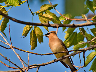 bird on a branch
