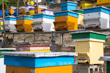apiary on the southern slope