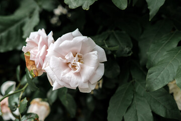 Close-Up Of pink and white Roses Blooming Outdoors with dark green blurred background