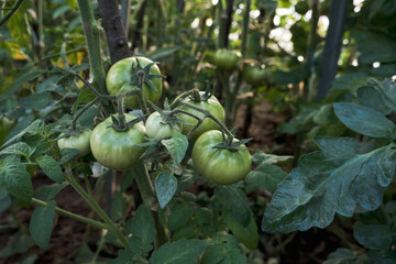 Tomato plant ripening fruits