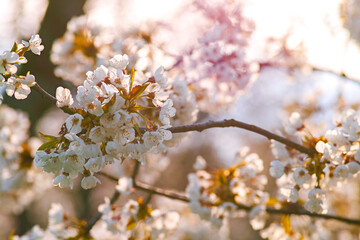 Flowers of the cherry blossoms on a spring day