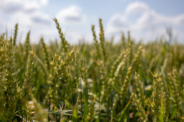 Wheat fields and blue sky
