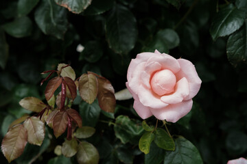 Close-Up Of pink and white Roses Blooming Outdoors with dark green blurred background
