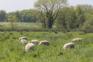 Sheep grazing with heads down in long grass. Organic freerange farming.