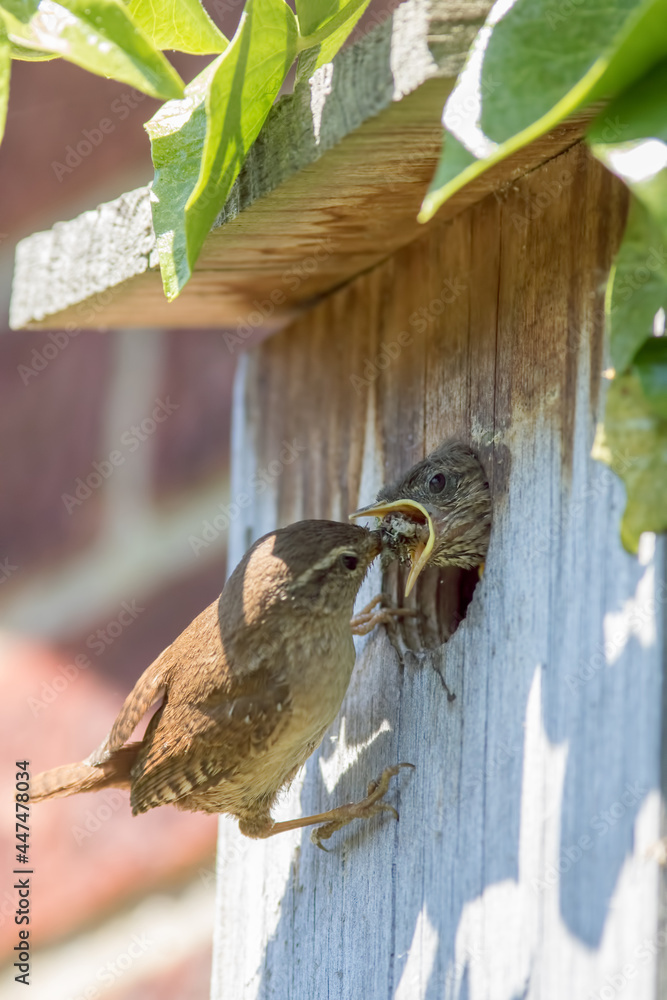 Wall mural Wren chick fed by parent bird in garden nest box