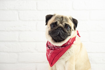  Funny sitting Pug dog wearing red bandana   on white background  with copu space  for text . advertising  dog concept . grooming  concept . - obrazy, fototapety, plakaty