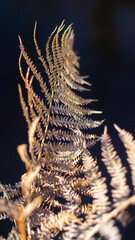 Macro de feuilles de fougère, dans un environnement orangé, pendant le coucher du soleil