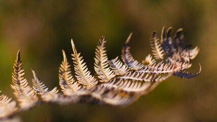 Macro de feuilles de fougère, dans un environnement orangé, pendant le coucher du soleil