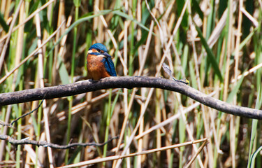 A Common Kingfisher (alcedo atthis) in the Reed, Heilbronn - Germany