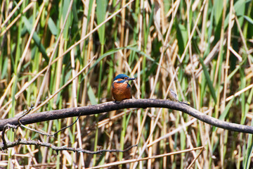 A Common Kingfisher (alcedo atthis) in the Reed, Heilbronn - Germany