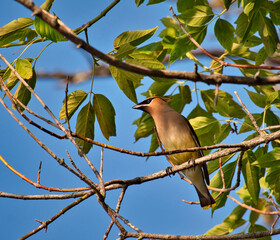 bird on a branch