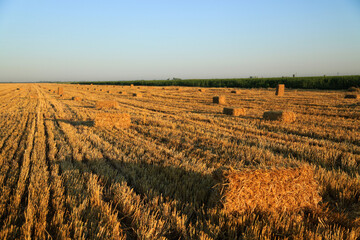 Fototapeta na wymiar plowed hay field