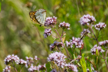 Silver-washed Fritillary butterfly (Argynnis paphia) sitting on light pink flower in Zurich, Switzerland