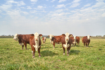 a group of cows looking at the camera