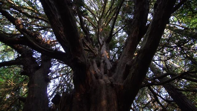 Panning up an ancient old English Yew tree