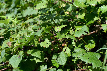 Black currant berries on a bush after rain on a summer day