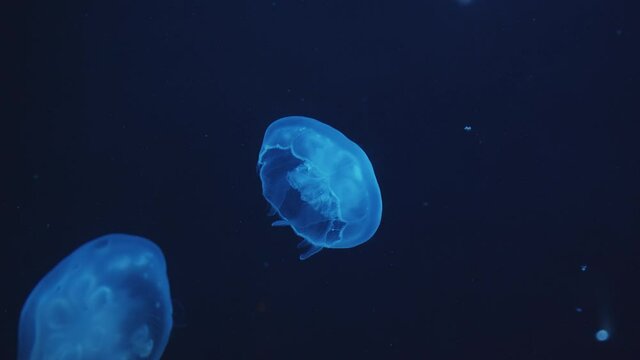Beautiful smack of blue jellyfish swimming upward in one direction in dark underwater in The Dubai Aquarium with closed bell