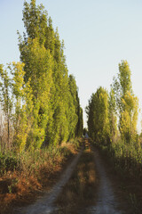 Obraz premium field road between tall trees