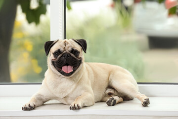 Obraz premium Cute fawn pug lying near window indoors