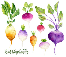 Watercolor set of root vegetables.  Illustration of turnip, beet root, radish, carrot